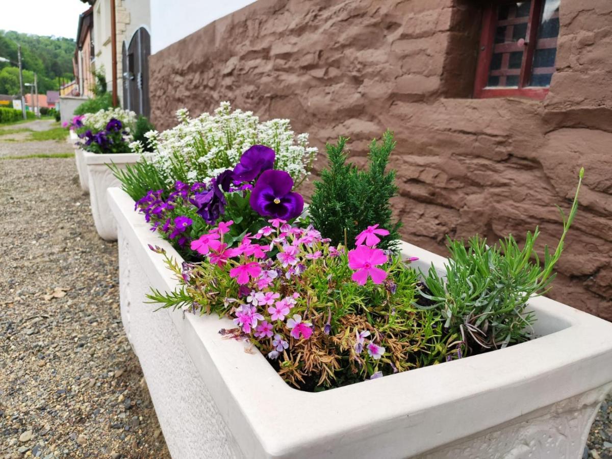 Ferienhaus Blaue Blume Mit 11 Kw Ladestation, Kamin, Terrasse, Eingezaeuntem Garten, Sauna, Wlan, Netflix, 2 Hunde Willkommen! Güntersberge Esterno foto